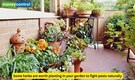 6 herbs to grow in your kitchen garden to ward off pests
