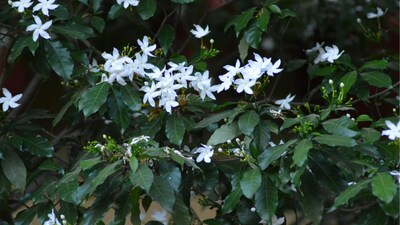 7 beautiful flowers that bloom at night and make your garden look divine