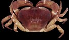 Nature Glitch? Rare ‘dual-sex’ crab species discovered in Kerala stuns scientists