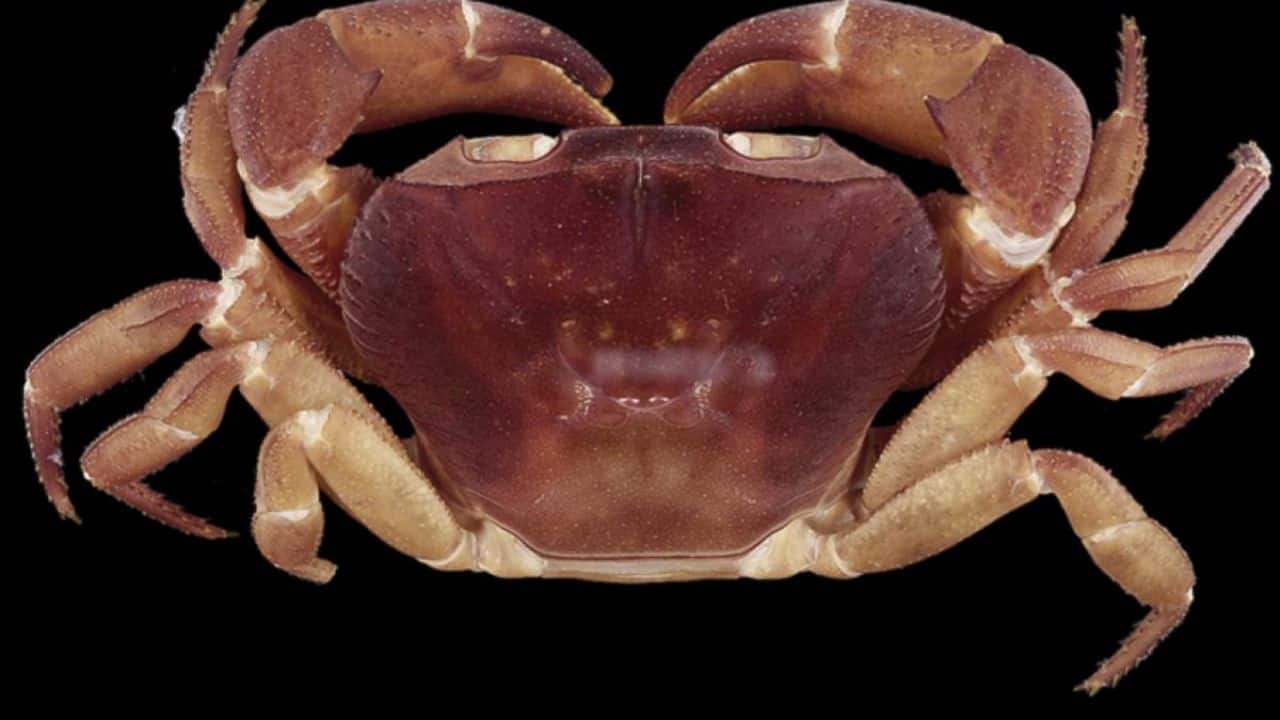 Nature Glitch? Rare ‘dual-sex’ crab species discovered in Kerala stuns scientists