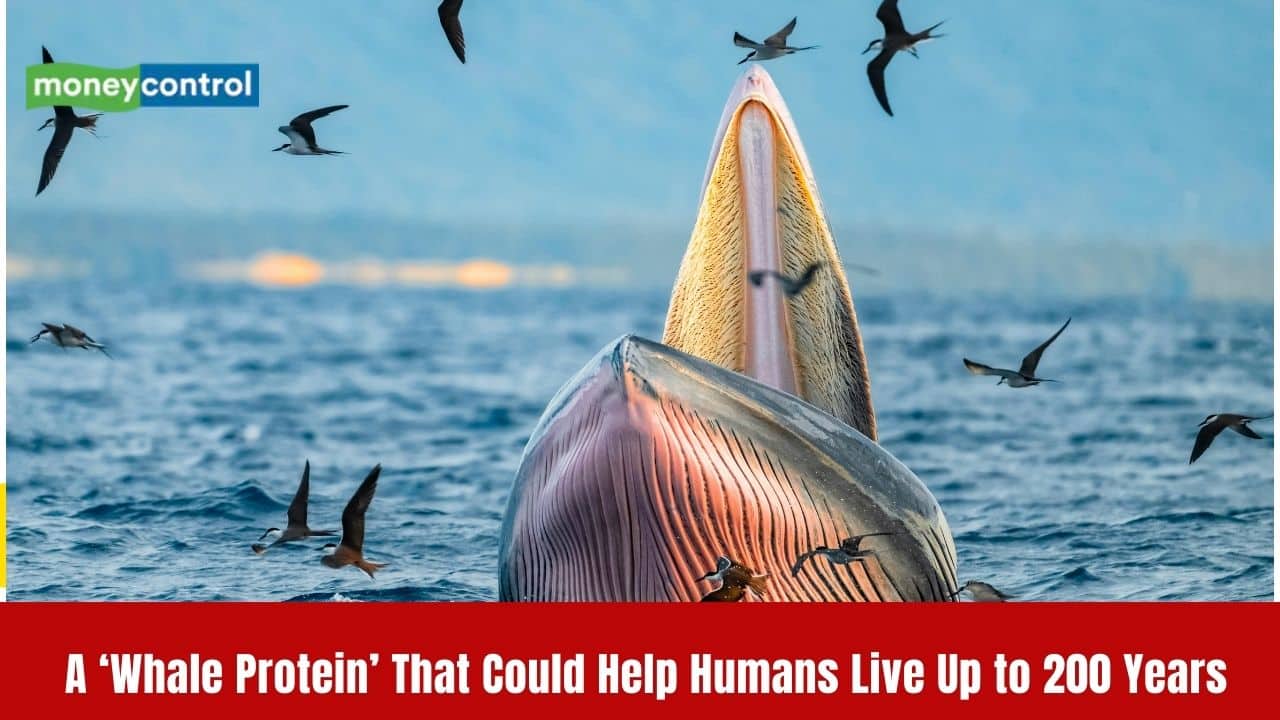A hidden ‘whale protein’ can help humans live up to 200 years, scientists say