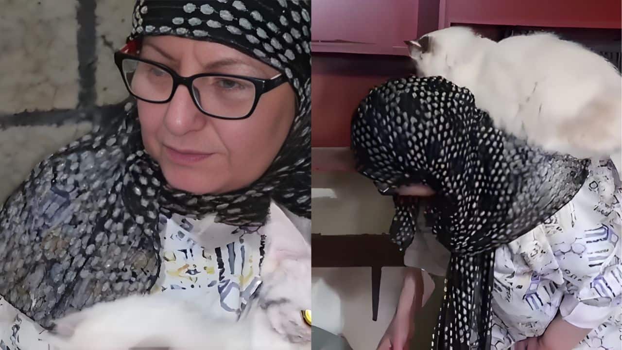Who is Diana Abbadi? The woman who saved 40 cats from Israeli missiles in Lebanon