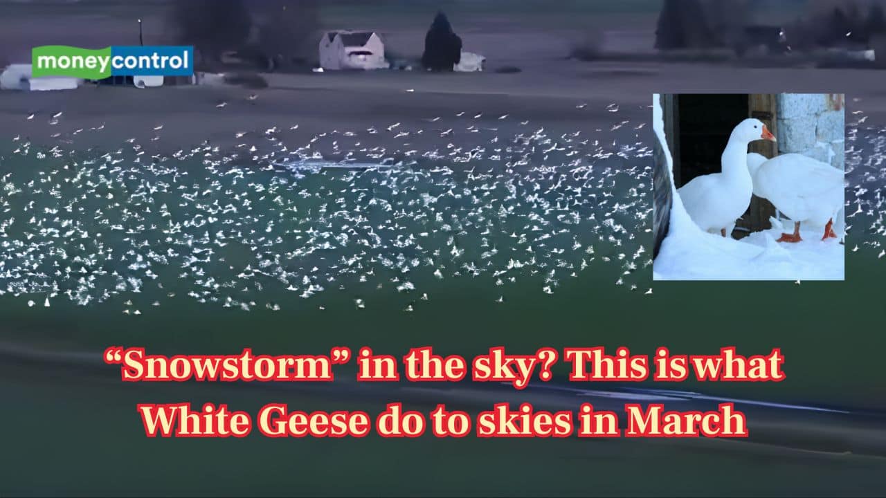 What these birds do to the sky in March that looks like a 'snowstorm'? Here’s the science behind it