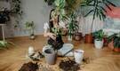 5 best indoor plants that keep your home cool, protect you from heatwave