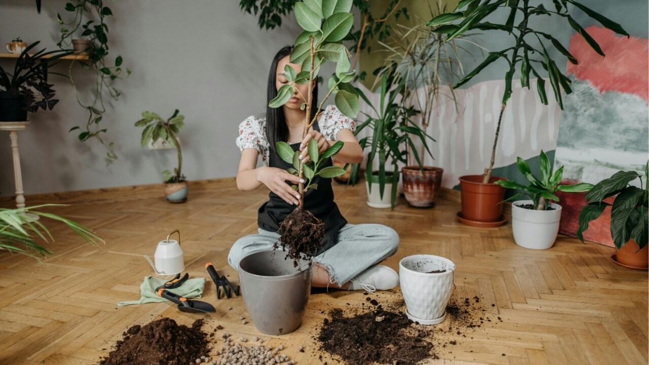 5 best indoor plants that keep your home cool, protect you from heatwave
