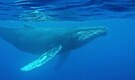 Did a 75-year-old whale song reveal ocean secrets? This 1949 recording has the answer