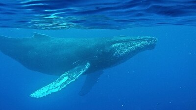 Scientists found a lost song recording of a humpback whale. (Image: Woods Hole Oceanographic Institution)