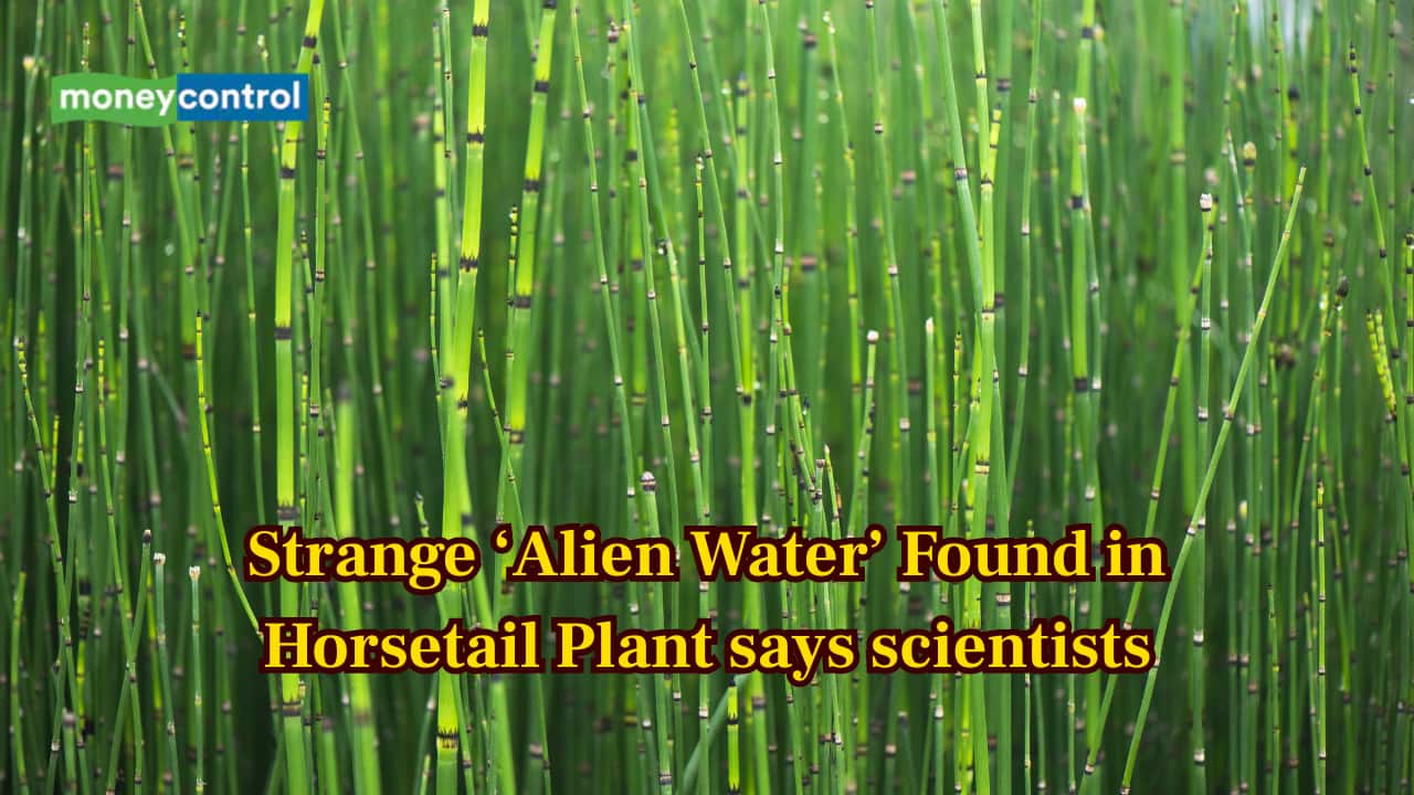 ‘Alien-Like’ water found inside a 400-million-year-old plant — How did this happen on Earth?