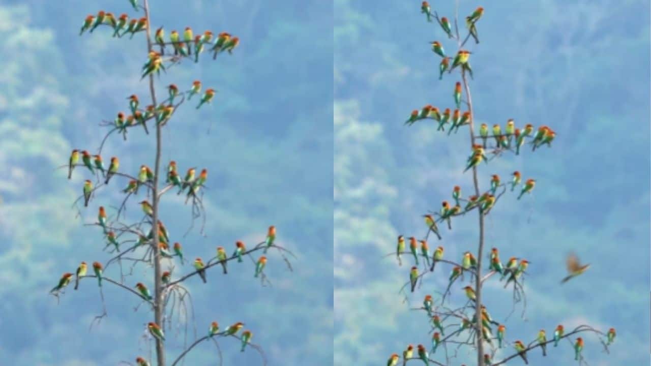 Watch: Thousands of bee-eater birds turn Anamalai skies into mesmerising natural ‘orchestra’