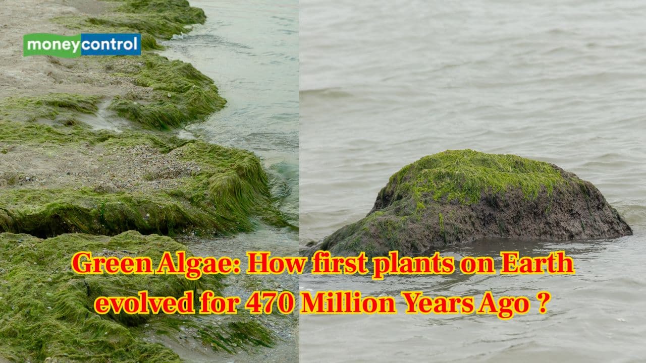 What was the 'first plant' on Earth? Scientists traced life journey of this 470-million-years-old plant