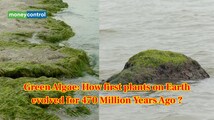 What was the 'first plant' on Earth? Scientists traced life journey of this 470-million-years-old plant