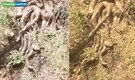 Several Giant pythons appear near Kangra temple in Himachal, viral video leaves locals terrified