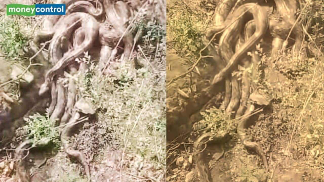Several Giant pythons appear near Kangra temple in Himachal, viral video leaves locals terrified
