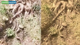 Several Giant pythons appear near Kangra temple in Himachal, viral video leaves locals terrified