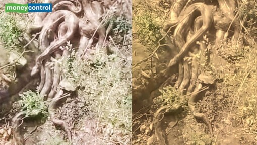 Several Giant pythons appear near Kangra temple in Himachal, viral video leaves locals terrified