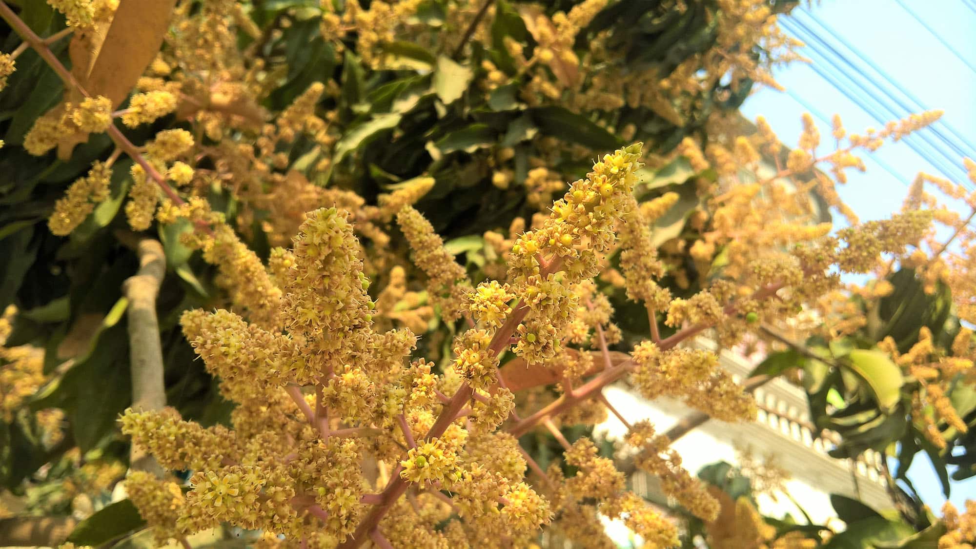 Mango musings : Aam ka Season, India ka emotion