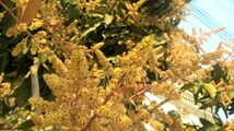 Mango musings : Aam ka Season, India ka emotion