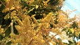 Mango musings : Aam ka Season, India ka emotion