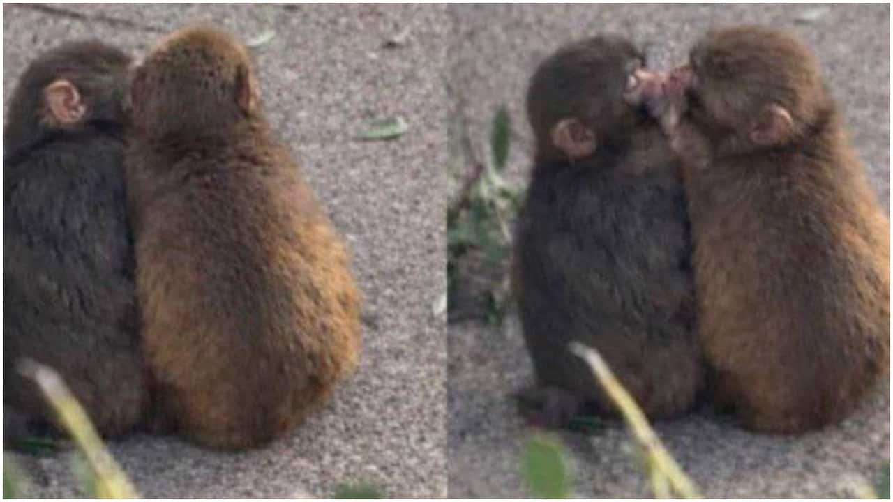 Internet’s favourite monkey Punch now has a 'girlfriend' Momo-chan. Videos of duo kissing, cuddling go viral