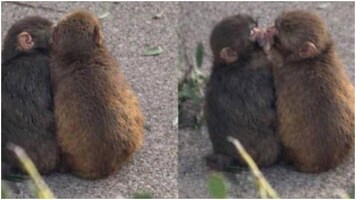 Internet’s favourite monkey Punch now has a 'girlfriend' Momo-chan. Videos of duo kissing, cuddling go viral
