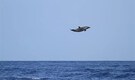 A 250-pound 'dolphin' defies gravity with a 20-foot leap; What the lens captured will stun you!