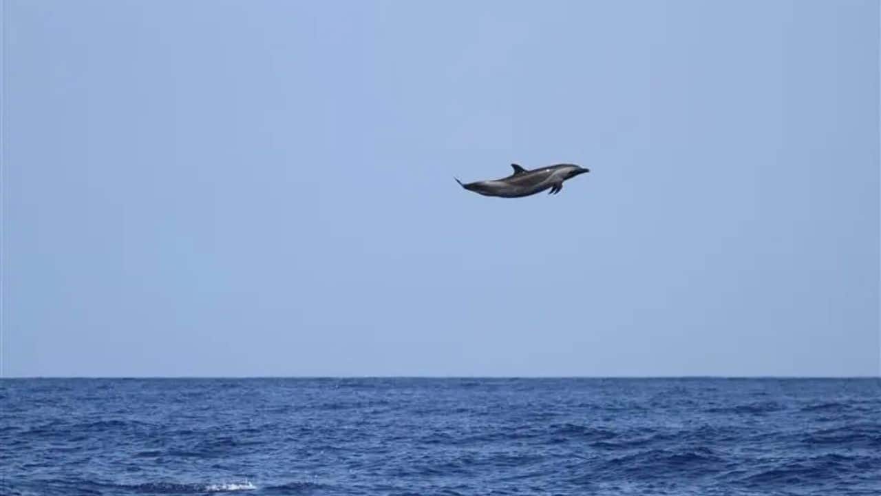 A 250-pound 'dolphin' defies gravity with a 20-foot leap; What the lens captured will stun you!
