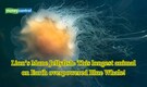 Meet the Lion’s Mane Jellyfish: First recorded in 1865, this longest animal can stretch upto 47 metres