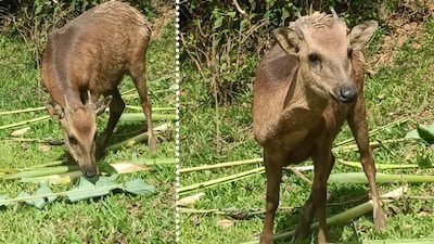 Believed to be extinct from 1990s, DENR-Mimaropa confirms sightings of 10 'Philippine Brown Deers' in Marinduque