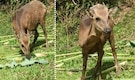 Believed to be extinct from 1990s, DENR-Mimaropa confirms sightings of 10 'Philippine Brown Deers' in Marinduque