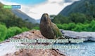 World’s heaviest parrot: Kakapo is the flightless bird lives on the ground, but why did it stop flying?