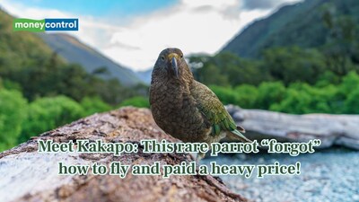 Kakapo evolved without predators and lost its ability to fly. (Image: Canva)