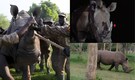 Re-Introduced after 43 Years: Uganda reintroduces 2 Southern White Rhinos to the wild in major conservation push!