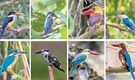 8 out of 12 kingfisher species reside in Bhitarkanika National Park— What makes this Odisha habitat so unique?