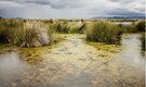 Green algae were likely Earth’s first plants, say scientists