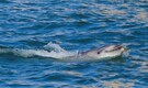 Dolphin seen soaring nearly 20 feet above ocean in rare captured moment