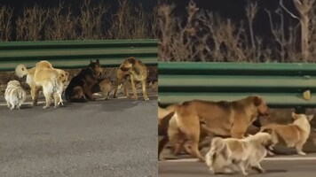'Real life Homeward Bound': Seven dogs stolen from their owners go viral after escaping and returning home