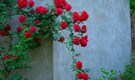 6 low-maintenance vines that can instantly elevate your balcony