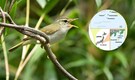 New Bird in Japan: Tokara Leaf Warbler becomes Japan’s first new bird species since 1982