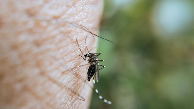Mosquitoes track humans using CO2 and visual cues, not by following each other