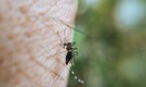 Mosquitoes track humans using CO2 and visual cues, not by following each other