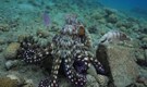 Slack off at work? This octopus would punch you—just like it does fish who gest lazy
