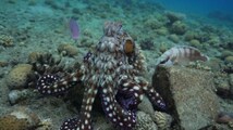 Slack off at work? This octopus would punch you—just like it does fish who gest lazy
