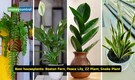 5 houseplants for north-facing rooms that don’t require direct light or frequent watering