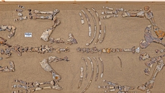 Rhino in the Arctic? A 23-million-year-old fossil at Haughton Crater stuns scientists—Turns out to be a new species!