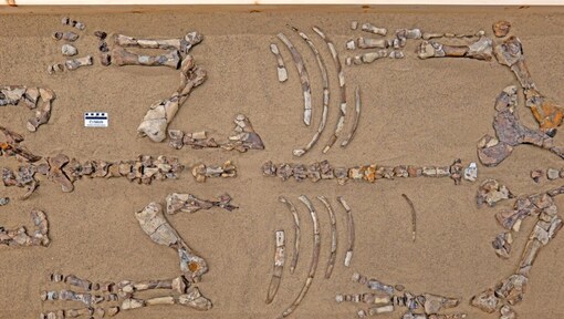 Rhino in the Arctic? A 23-million-year-old fossil at Haughton Crater stuns scientists—Turns out to be a new species!