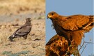 “Not Good News,” scientists warn as rare 2,000 Steppe Eagles recorded flocking to Rajasthan!