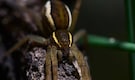 They’re Back! 10,000 hand-sized Fen raft spider made a huge comeback in the United Kingdom