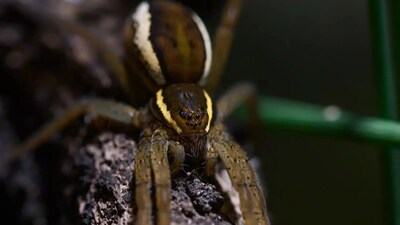 The Fen raft spider is making a comeback in parts of the United Kingdom. (Image:  London Zoo)