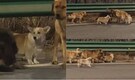 7 dogs gone missing—What this tiny 