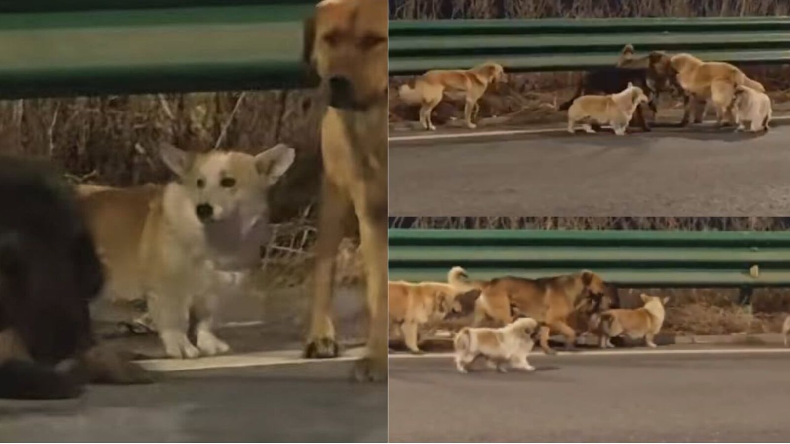 7 dogs gone missing—What this tiny "Corgi" did next made it an internet  sensation! Watch Here